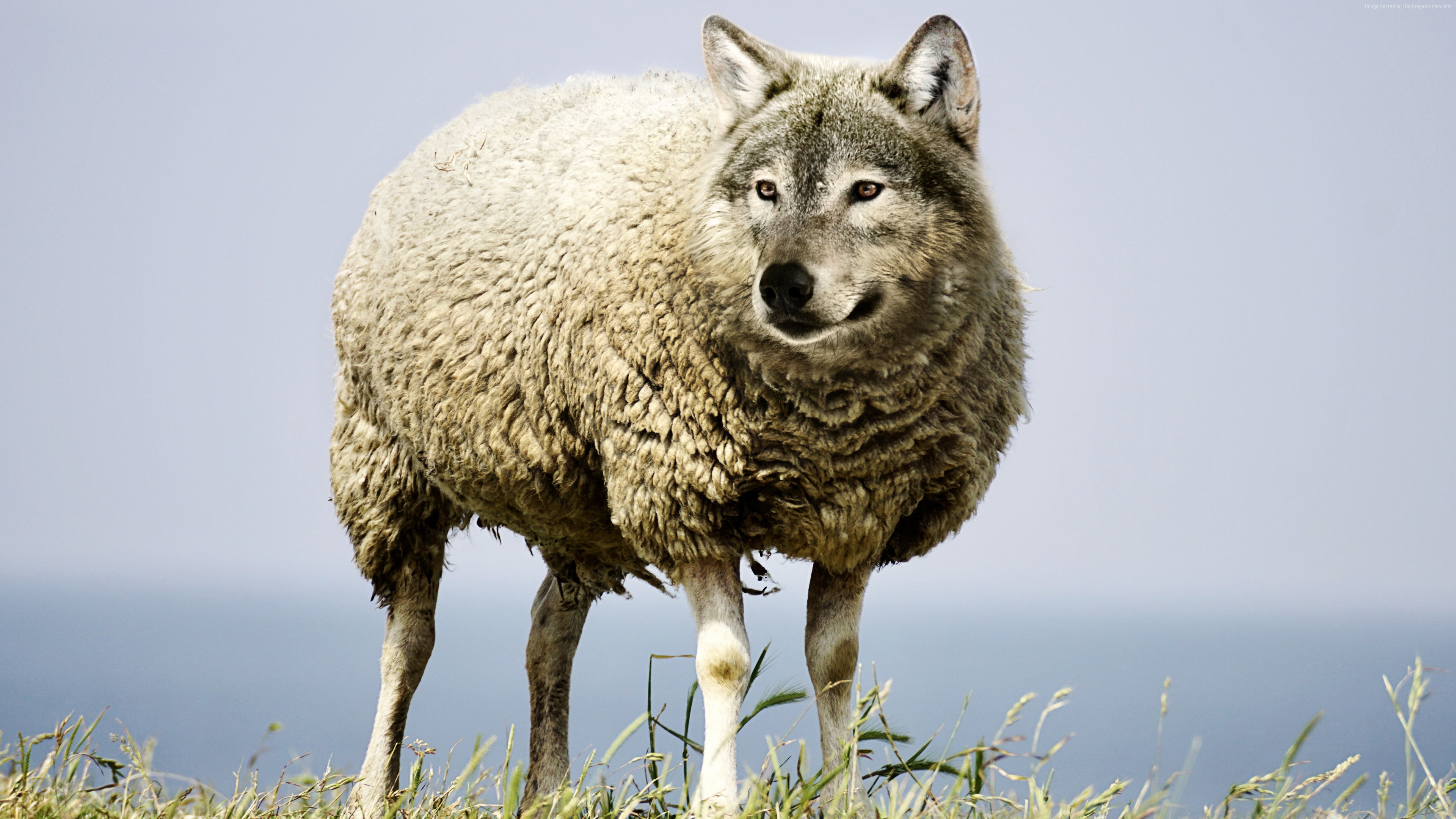 Stock Images wolf in sheep&
